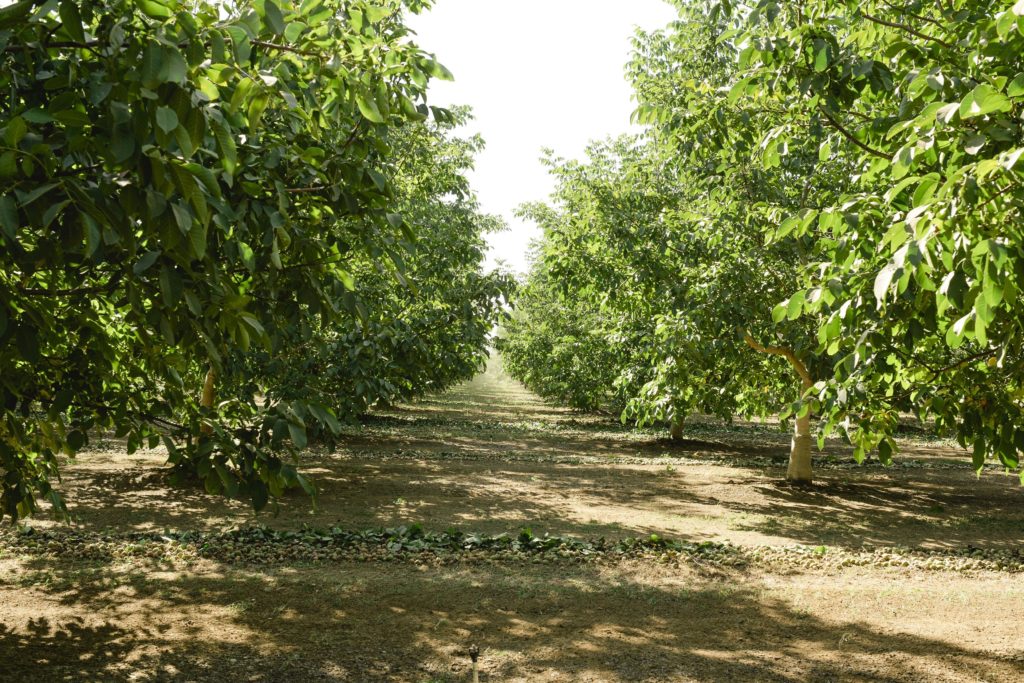 Walnut Production Research 